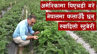 अमेरिकामा पिएचडी गरे, नेपालमा फलाउँदै छन् स्वादिलो स्ट्रबेरी || Strawberry Farming in Nepal ||