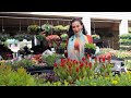 Shopping for Flowers | New Planter from At Home | Heghineh Vlogs