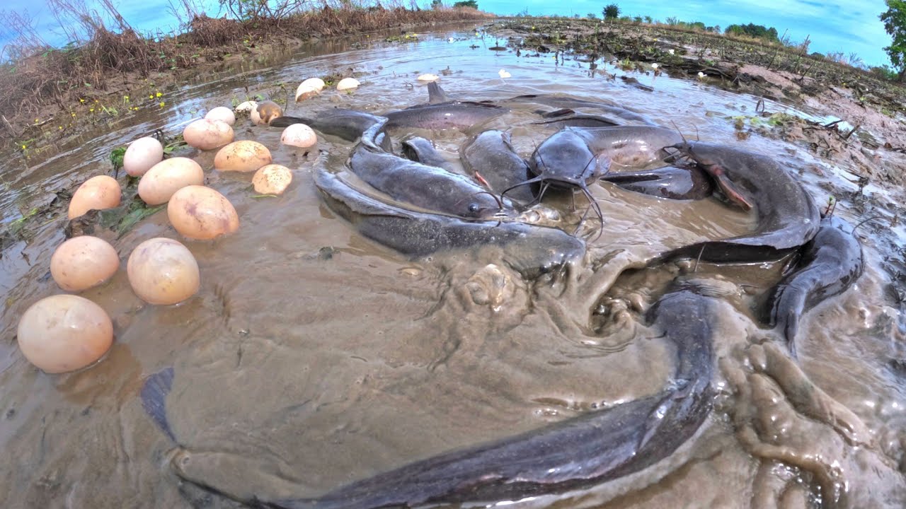 wow best hand fishing, pick duck eggs in the rice field and catch fish by hand skills