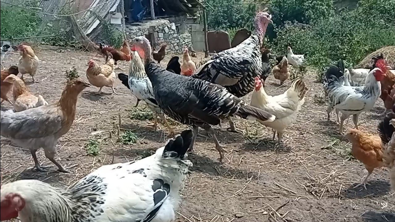 Toyuqlar tük yeyirsə bu nedendir ❓ Onun qarşısını necə almaq olar ❓