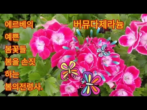 371회. 에르베플라워의 아름다운 예쁜 봄꽃보시고 힐링하세요.