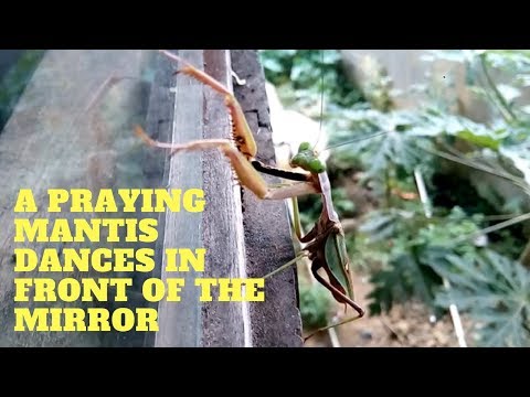 A Praying Mantis Dances In Front Of The Mirror