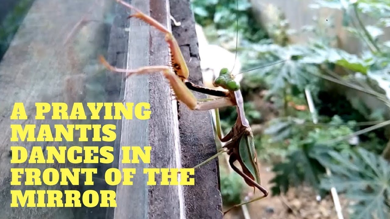 Dancing Mantis A Praying Mantis Dances In Front Of The Mirror - YouTube