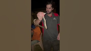 Caught WILD Australian python snake #reels #viral #youtube #youtuber  #youtubeshorts #instagram #lol
