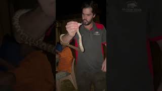 Caught WILD Australian python snake #reels #viral #youtube #youtuber #youtubeshorts #instagram #lol Wealth