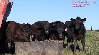 Cow Tip Tuesday Starting Weaned Calves on Feed
