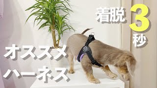 ３秒で付けれるハーネス！いい買い物した！おすすめ商品。【チワックスのとろろとぽんず】