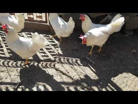 Видео: Как да накарам пилетата да тичат