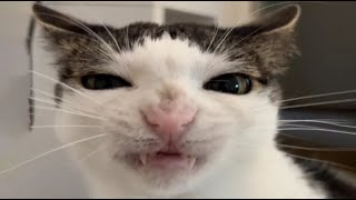 Top 8 Cat