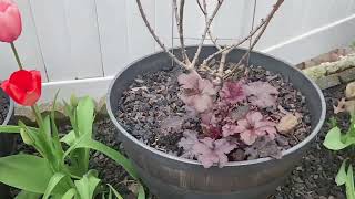 Garden Tour \& Updates in the Backyard. Tulips, Peonies and Hydrangeas.