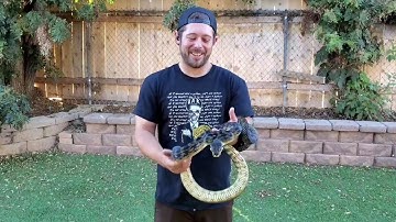 Spending some time with the Barneck scrub pythons.