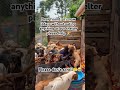PayPal link in bio to donate 300$ for buying weekly dogs food 🍲🥗🥙🍱🐶🙏🙏