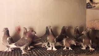 👍 BAYRAMINIZ ŞEKER TADINDA OLSUN👍KAPLAMA BOZKİRLİ TAKKALİ 👍