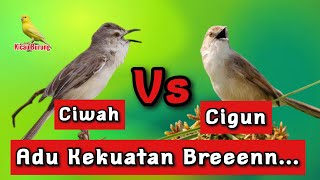 Ciwah VS Cigun