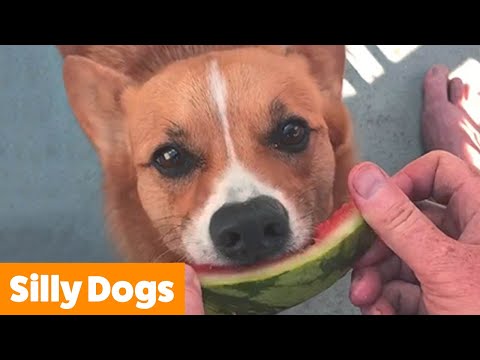 Silliest Cute Dogs | Funny Pet Videos