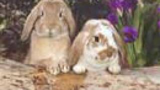Happy Easter 2008.