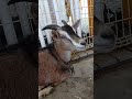 雨の日ても楽しめる相模原市立相模原麻溝公園・ふれあい動物広場