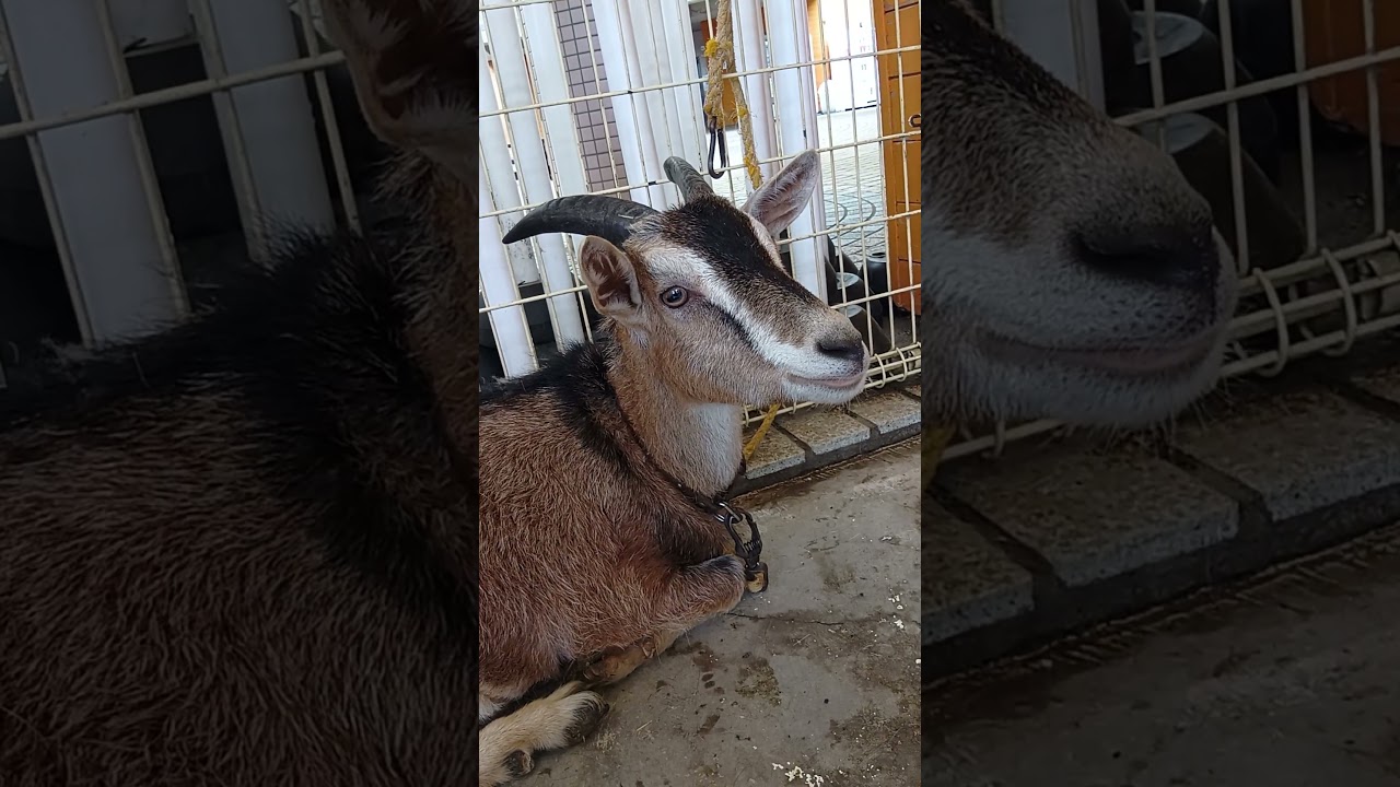 雨の日ても楽しめる相模原市立相模原麻溝公園・ふれあい動物広場