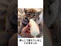 道端で子ヤマネコを見つけた少女、最初は余計なことに首を突っ込むまいと思った#自然 #動物