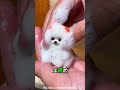 🥺 母に捨てられた小さな子犬…人間がその命を変えた！#shortvideo