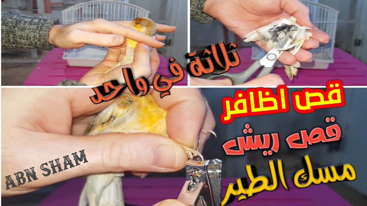 طريقة قص الريش حول لاعضاء التناسلية عند ذكر كناري/قص أظافر ذكر الكناري/الطريقة الصحيحة لمسك الطيور