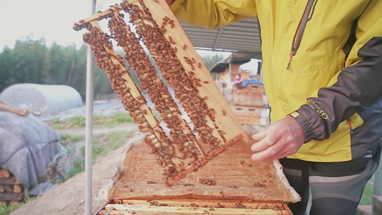 로열젤리 royal jelly YouTube