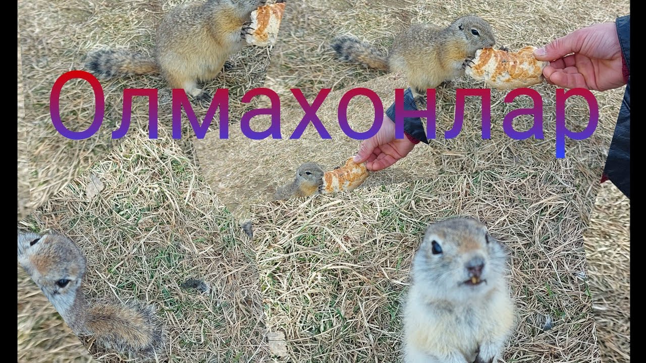 Olmahon Rasmi #Olmahon#sayilda#Olmahon sayilga chiqqandik - YouTube