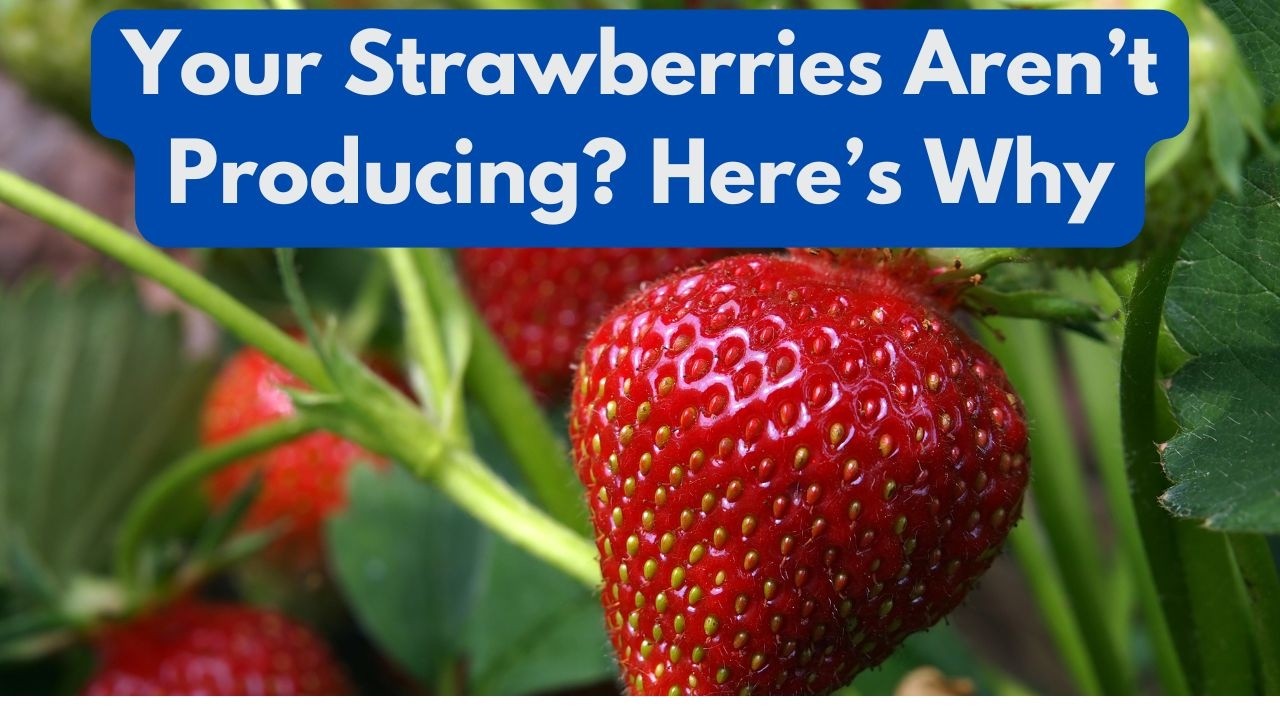 Your Strawberries Aren’t Producing? Here’s Why