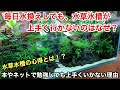 アクアリウム 水草 セット 110025-アクアリウム 水草 セット