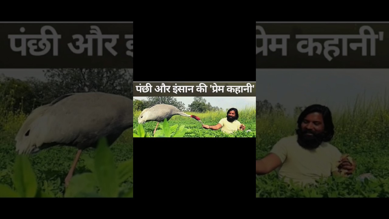 Arif aor saras ki Dosti