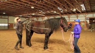 Saddle Fitting - Part 3 (Christian)
