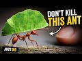 Humans Didn’t Invent Farming… Ants Did