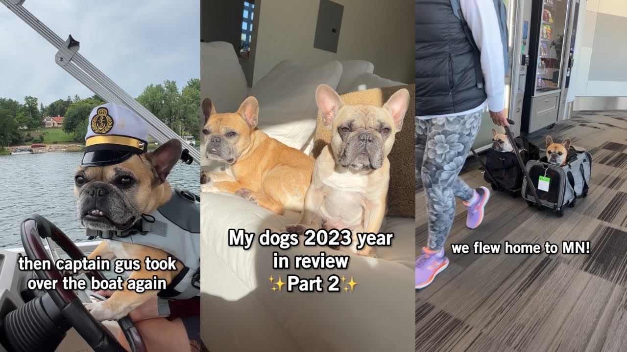 My Dogs 2023 In Review - Part 2! - YouTube