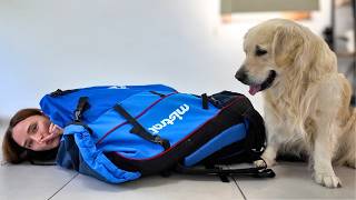 Download Lagu Playing Hide and Seek with My Dog - Ozzy Golden Retriever MP3 Download Lagu Playing Hide and Seek with My Dog - Ozzy Golden Retriever MP3