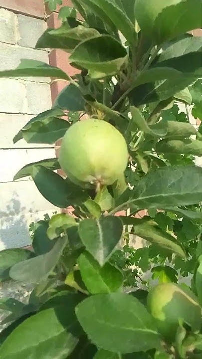 Обзор на яблочные деревья🍎🍏 - YouTube