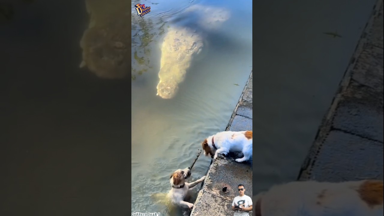 Hero Dog Pulls Friend from Crocodile’s Deadly Ambush