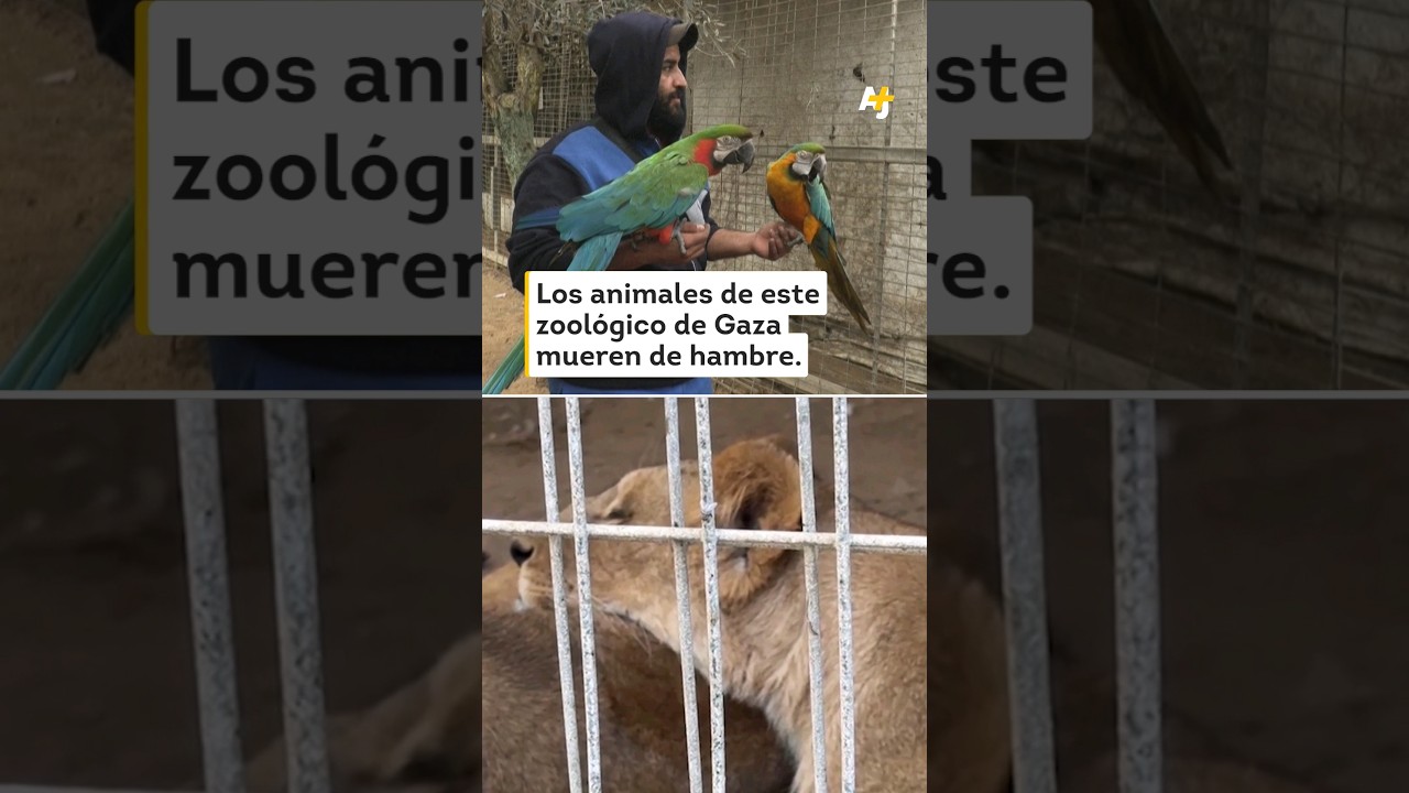 ما الذي يحدث في حديقة حيوان غزة؟