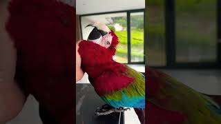 Mashallah imported green wing macow parrot enjoy the life enjoy this video like share and subscribe