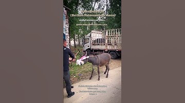 lord shiva most powerful mantra|shiva mahimna stotram mantra|शिव महिम्न: स्तोत्रम् मंत्र-010|#shorts