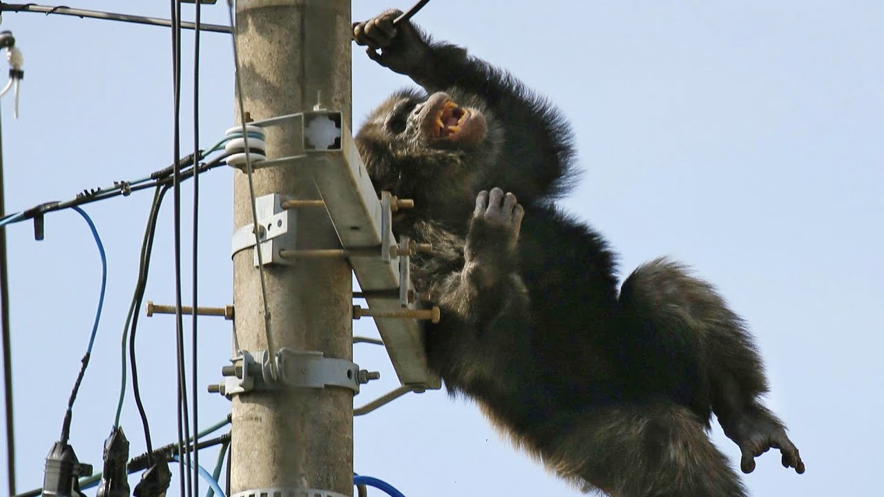 Monyet Kabur Tersengat Listrik