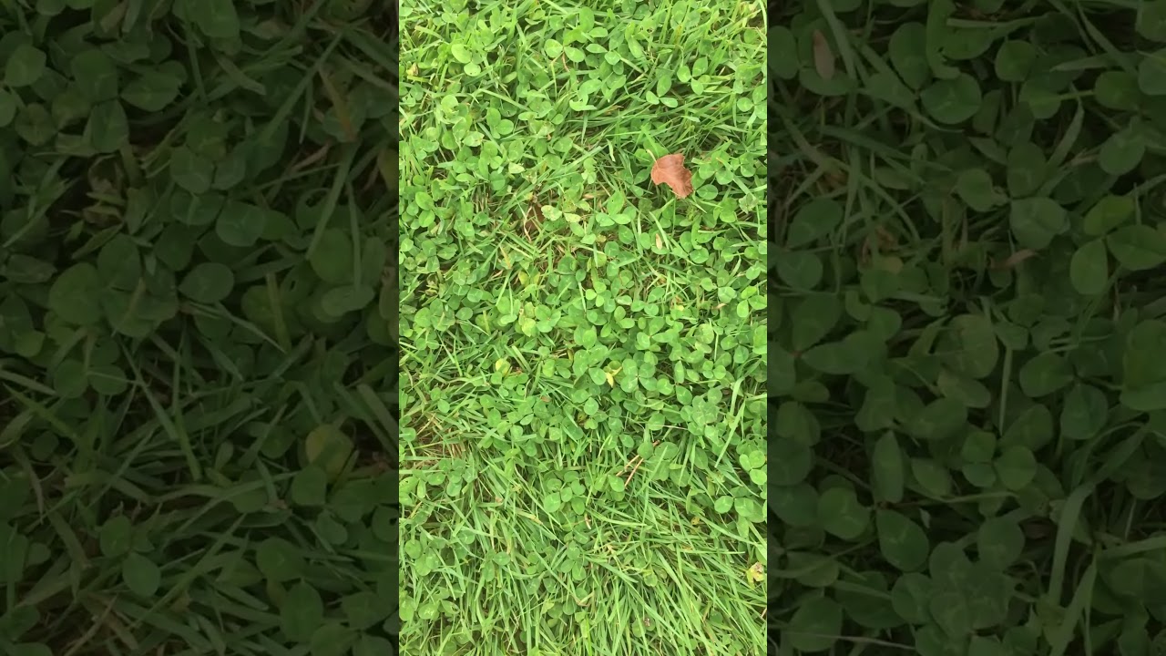 Finding a four leaf clover