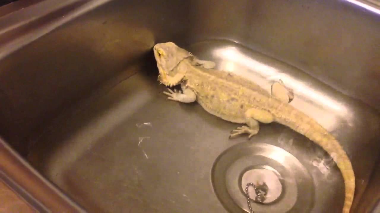 Bearded Dragon Acting Weird YouTube