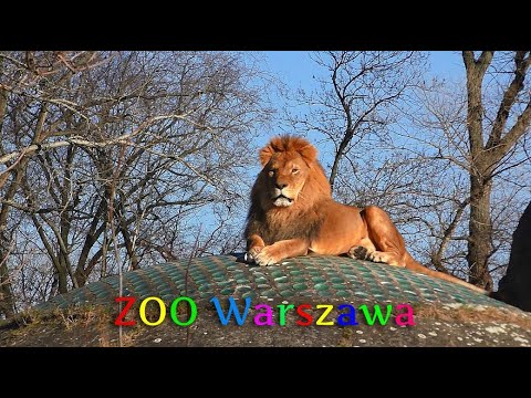 ZOO Warszawa marzec 2022