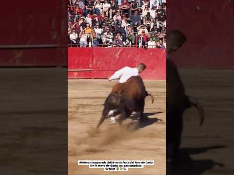 quiebro increíble marcos Domínguez toro bravo coria #shorts