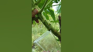 Chiết cành Đu Đủ