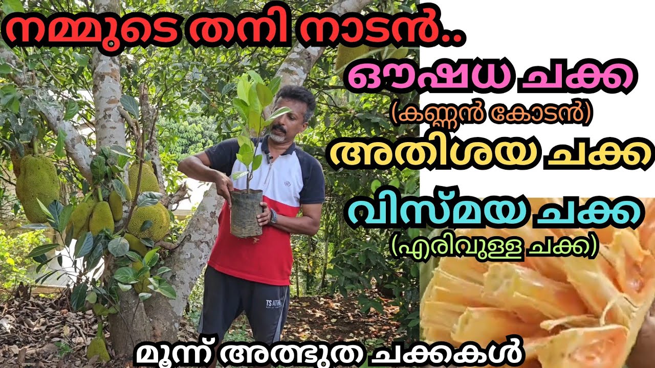 എരിവുള്ള ചക്ക,കാൽസ്യത്താൽ സമ്പന്നമായ ചക്ക, മഴ വെള്ളം ഉള്ളിൽ കടക്കാത്ത ചക്ക#fruits#jack fruit#plants