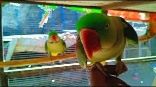 Raw talking beautiful parrot bird/Raw green parrot birds nice voice / sound #viral#video by Birds Lover  56 views 1 month ago 24 seconds