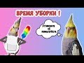 Уборка клетки моих попугаев