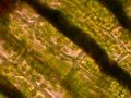 Движение цитоплазмы в клетках листа элодеи канадской. Пассивное движение хлоропластов.