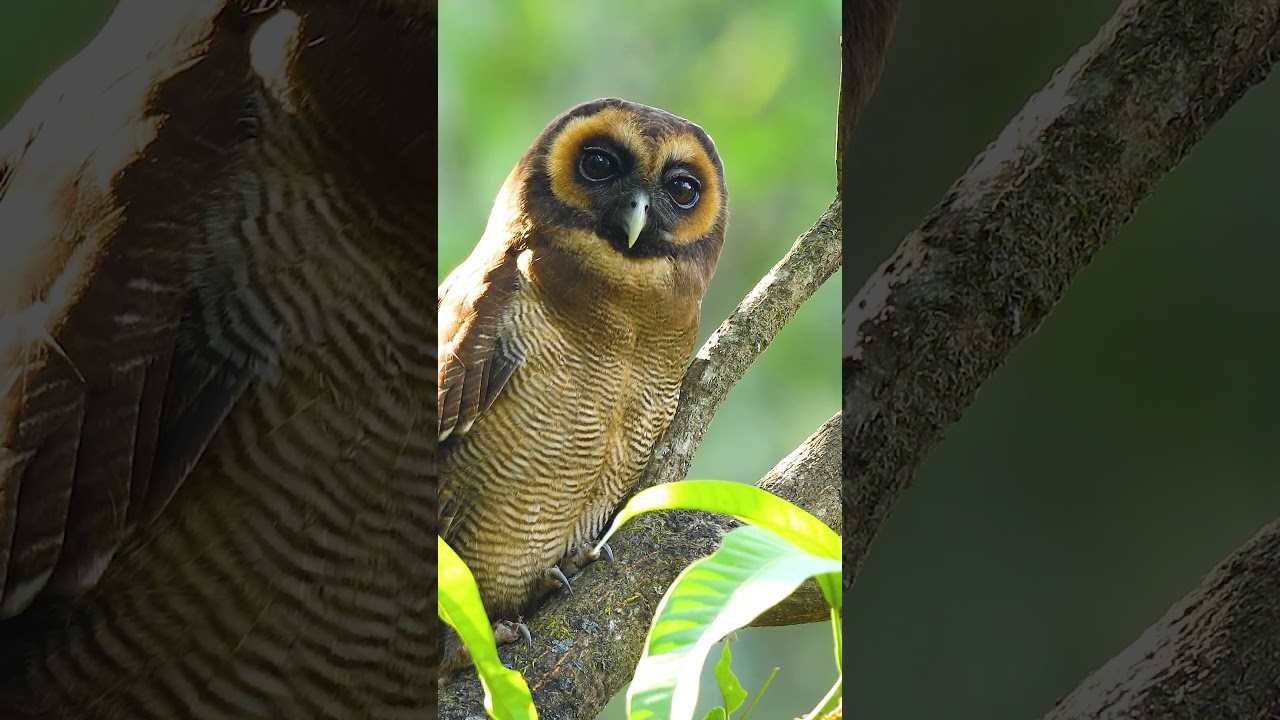 Brown Fish Owl , Brown Wood Owl and Jungle Owlet 